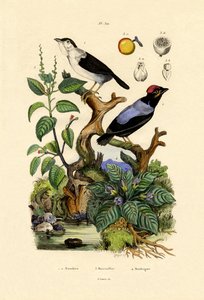 Manakinler, 1833-39 by French School